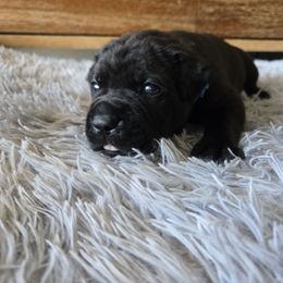 Tito - Black male Cane Corso puppy in St. Augustine, Florida from RG2 Cane Corsos
