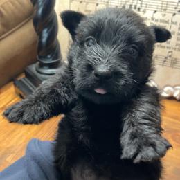 Scottish Terrier Puppies from Oodles of Cuties!