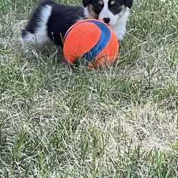American Corgi and Pembroke Welsh Corgi Puppies from Bone Creek Ranch