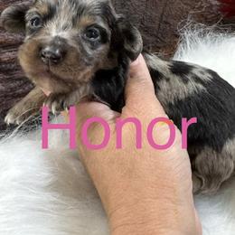 Honor - Dapple female Dachshund puppy in Valliant, Oklahoma from Buzzard Creek  Kennels