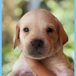 Light Blue - Yellow male Labrador Retriever puppy in Palm Beach County, Florida from Griffin Royal Labs