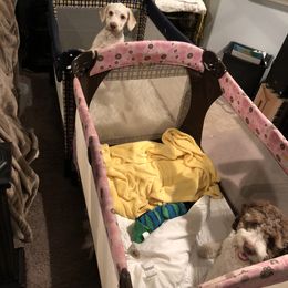 "Groot and Lumiel getting ready for bed" Lagotto Romagnolo Puppies from Bella Fiore Lagottos
