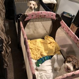 "Groot and Lumiel getting ready for bed" Lagotto Romagnolo Puppies from Bella Fiore Lagottos