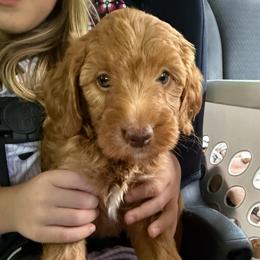 Purple collar girl - Red  female Goldendoodle puppy in Ridgewood, New Jersey from Jessie’s Doodles