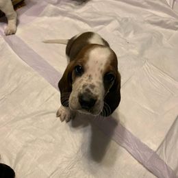 Basset Hound All Grown Up from Bodenhamer Hounds