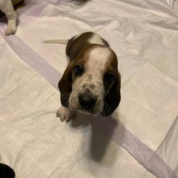 Basset Hound All Grown Up from Bodenhamer Hounds