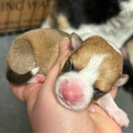 Woody - Red male Pembroke Welsh Corgi puppy in Algona, Iowa from LTT Corgis