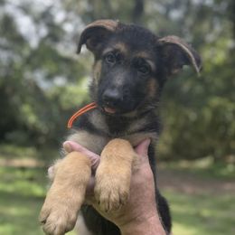 Jacob - Black and tan male German Shepherd puppy in Florida from Best Shepherds