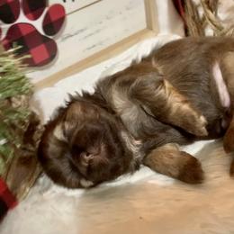 Shih Tzu Puppies from Mosley Kennel Shih Tzu