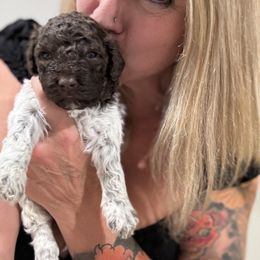 Lagotto Romagnolo Puppies from Anna’s Lagottos