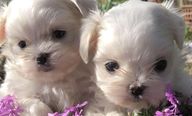 Two Maltese puppies with purple flowers 