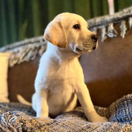 Bow - Yellow male Labrador Retriever puppy in Sweet Home, Oregon from Knotty Creek Labradors