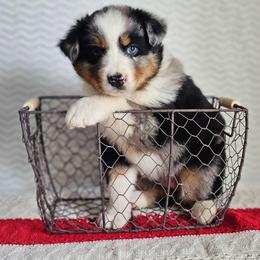 Remi - Blue merle female Australian Shepherd puppy in Mountain Grove, Missouri from K Bar H Farms