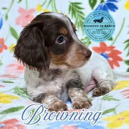 BROWNING - Piebald male Dachshund puppy in Columbia, Louisiana from Diamond 5R Ranch AKC & CKC Miniature Dachshunds