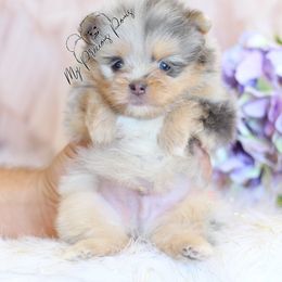 Sitka - Blue merle male Pomeranian puppy in Sacramento, California from My Precious Poms