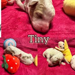 Tiny - Cream female Goldendoodle puppy in Cordova, Tennessee from TrueLine kennels