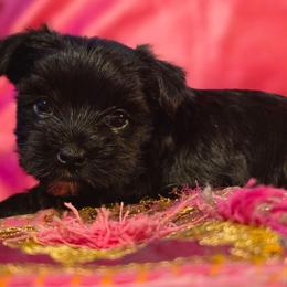 CKC Nova - Parti female Yorkshire Terrier puppy in West Enfield, Maine from GRIFFEY'S SPA AND KENNEL