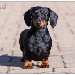 Bonnie - Dachshund