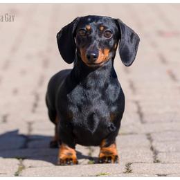 Bonnie - Dachshund