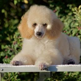 Lucian - Cream male Poodle puppy in Orem, Utah from First Class Poodles