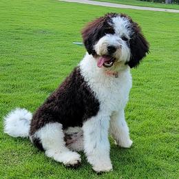 COCO - Bernedoodle
