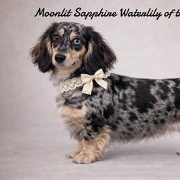 Lily - Dachshund