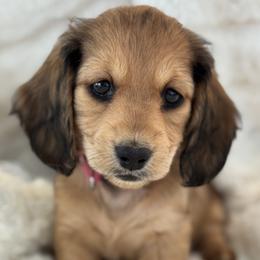 Dachshund Puppies from For the Love of Doxens