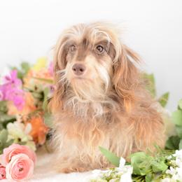 Furiosa - Dachshund