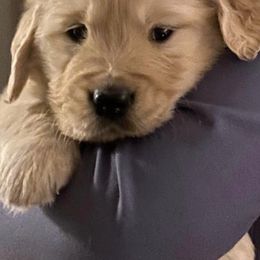 Golden Retrievers from Barrington's Golden Retrievers