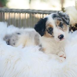 Chenille - Blue merle female Border Collie puppy in Conway, Missouri from 2J 2K Border Collies | Maremma Sheepdogs