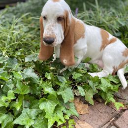 Mishka - Basset Hound