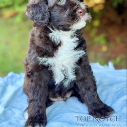 Portuguese Water Dog Puppies from Top Notch Portuguese Water Dogs