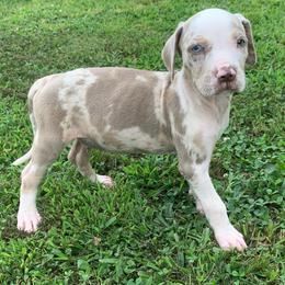 Brown collar male - Blue merle male Catahoula Leopard Dog puppy in Gadsden, Alabama from Rich Cat’s