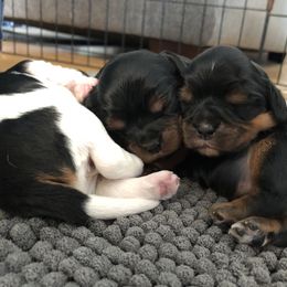 Cavalier King Charles Spaniel Puppies from Colorful Cavaliers