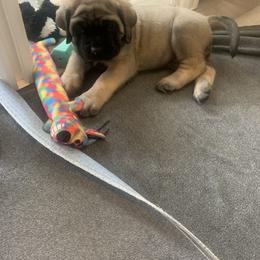 Cockapoo and Mastiff Puppies from SMC Mastiffs / Muddy Boots Doodles