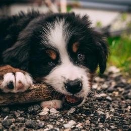 Bernese Mountain Dog Puppies from Allison Thornton