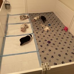 "First potty training steps" Australian Shepherd Puppies from Mezzo Australian Shepherds