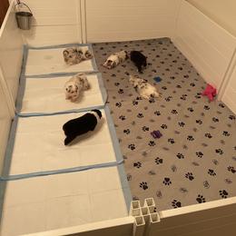 "First potty training steps" Australian Shepherd Puppies from Mezzo Australian Shepherds