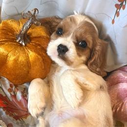 Tinsley - Blenheim female Cavalier King Charles Spaniel puppy in Conway, Missouri from Jordan  Harrison