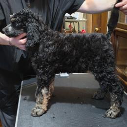 Pax - Phantom male Poodle puppy in New York from Powder Puff Poodles