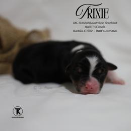 Trixie - BTF - Black tri-color female Australian Shepherd puppy in Nacogdoches, Texas from TK Standard, Mini, & Toy Aussies