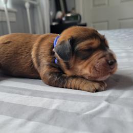 Boyd - Chocolate male Assorted Doodle Crosses puppy in Blackfoot, Idaho from Lucky Pup Meadows