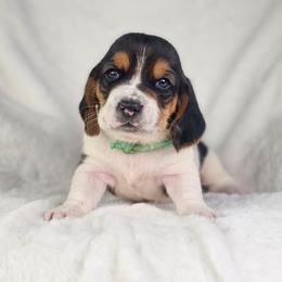 Jade- mint collar - Black brown and white female Basset Hound puppy in Valley, Washington from Peaceful Valley Paws