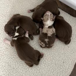 Miniature Australian Shepherd Puppies from Marrowbone Creek Aussies