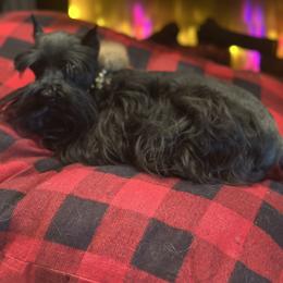 Miniature Schnauzer Puppies from Schnauzers Paradise USA