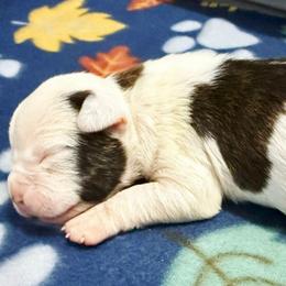 Humphrey - Brown brindle male American Staffordshire Terrier puppy in Clintwood, Virginia from SkyBlue Kennel