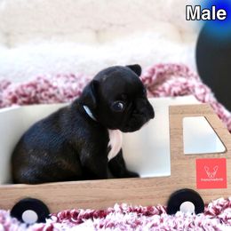 French Bulldog Puppies from FrenchieBnB