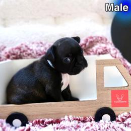 French Bulldog Puppies from FrenchieBnB