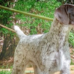 German Wirehaired Pointers from Vauxhall Wirehairs
