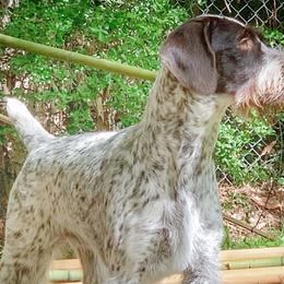 German Wirehaired Pointers from Vauxhall Wirehairs